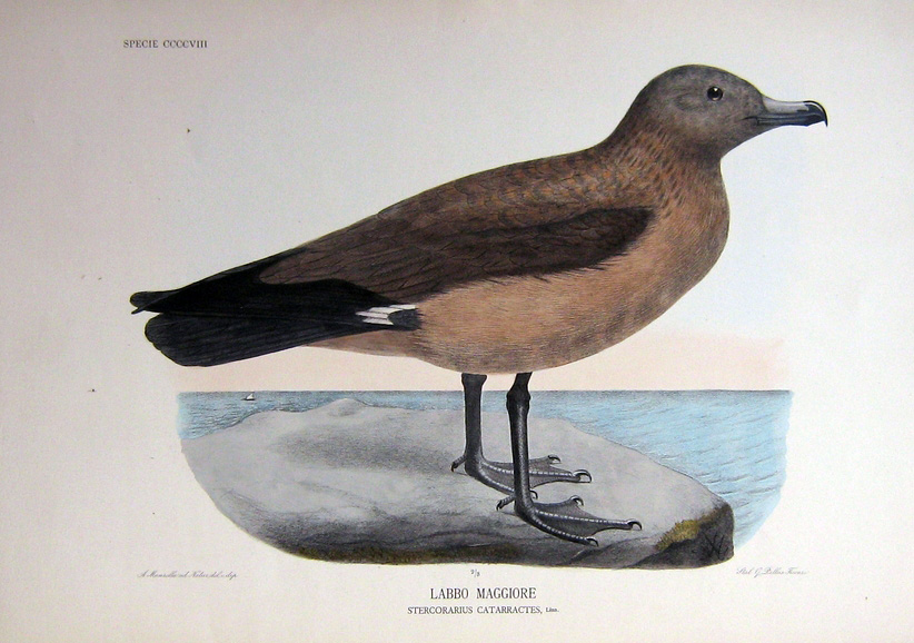collezionare libri di ornitologia